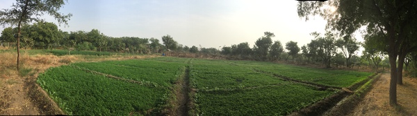 lucerne and spinach fenugreek and flax seed 600